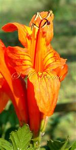  Flower (with 4 stamens and one staminode)